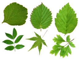 nature & Green leaves free transparent png image.