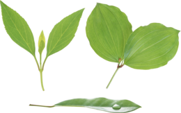 nature & Green leaves free transparent png image.