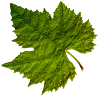 nature & Green leaves free transparent png image.