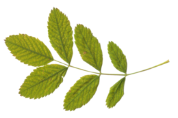 nature & Green leaves free transparent png image.