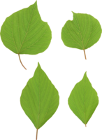 nature & Green leaves free transparent png image.