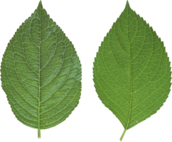 nature & Green leaves free transparent png image.