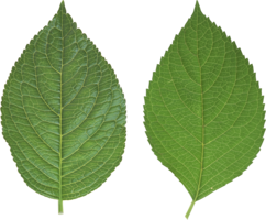 nature & green leaves free transparent png image.