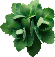 nature & Green leaves free transparent png image.