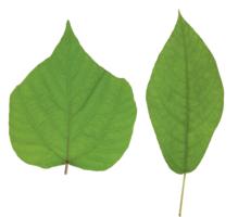 nature & green leaves free transparent png image.