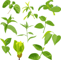 nature & green leaves free transparent png image.