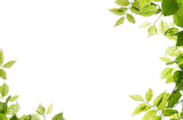 nature & green leaves free transparent png image.