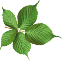 nature & Green leaves free transparent png image.