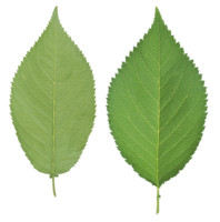 nature & Green leaves free transparent png image.
