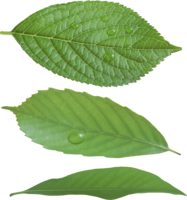 nature & Green leaves free transparent png image.