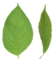 nature & green leaves free transparent png image.