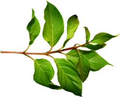 nature & Green leaves free transparent png image.