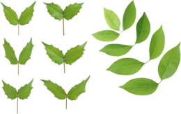 nature & green leaves free transparent png image.