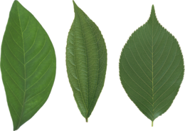 nature & Green leaves free transparent png image.