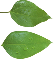 nature & Green leaves free transparent png image.