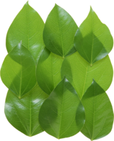 nature & Green leaves free transparent png image.