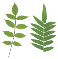 nature & Green leaves free transparent png image.