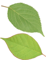 nature & Green leaves free transparent png image.