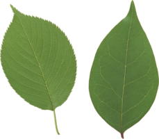 nature & green leaves free transparent png image.