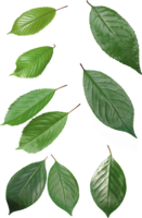 nature & Green leaves free transparent png image.