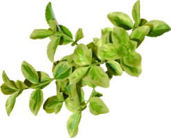 nature & Green leaves free transparent png image.