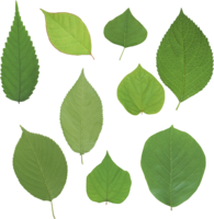 nature & green leaves free transparent png image.