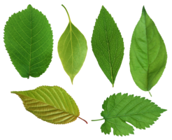 nature & Green leaves free transparent png image.