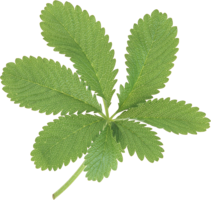 nature & green leaves free transparent png image.