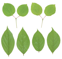 nature & Green leaves free transparent png image.