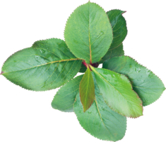 nature & Green leaves free transparent png image.