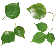 nature & green leaves free transparent png image.