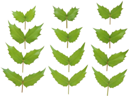 nature & Green leaves free transparent png image.