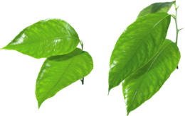 nature & Green leaves free transparent png image.