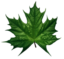 nature & green leaves free transparent png image.