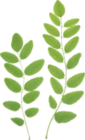 nature & green leaves free transparent png image.