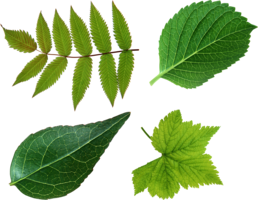 nature & Green leaves free transparent png image.