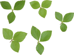 nature & Green leaves free transparent png image.