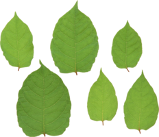 nature & Green leaves free transparent png image.