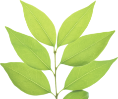 nature & green leaves free transparent png image.