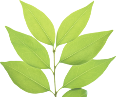 nature & Green leaves free transparent png image.