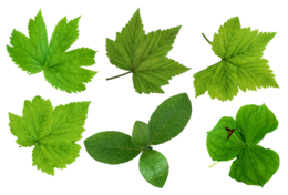 nature & green leaves free transparent png image.