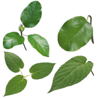 nature & green leaves free transparent png image.