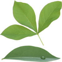 nature & Green leaves free transparent png image.