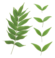 nature & green leaves free transparent png image.