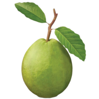 fruits & guava free transparent png image.