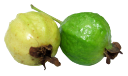 fruits & guava free transparent png image.