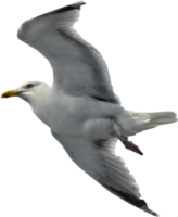 animals & Gull free transparent png image.