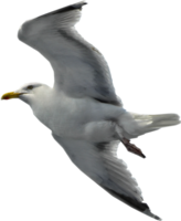 animals & gull free transparent png image.