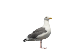 animals & gull free transparent png image.