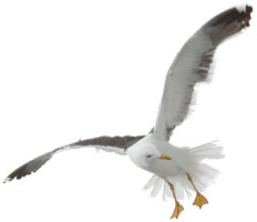 animals & Gull free transparent png image.